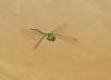 Aeshna cyanea